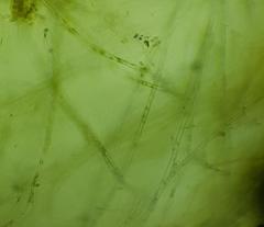 Stigeoclonium lubricum