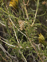 Chrysothamnus viscidiflorus puberulus