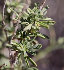 Chrysothamnus viscidiflorus puberulus