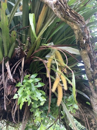 Perching lily (Astelia hastata)