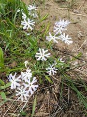 Phlox bifida