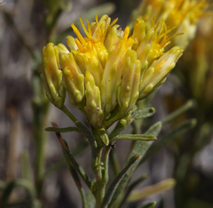 Chrysothamnus viscidiflorus puberulus