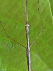 Sipyloidea caeca