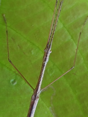Sipyloidea caeca