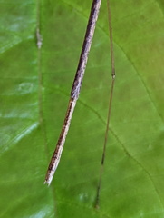 Sipyloidea caeca