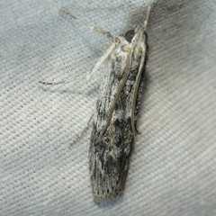 Cactobrosis fernaldialis