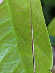 Sipyloidea caeca