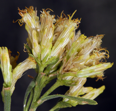 Chrysothamnus viscidiflorus puberulus