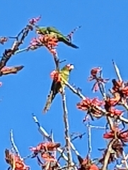 Psittacara erythrogenys