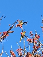 Psittacara erythrogenys