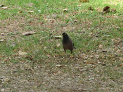 Acridotheres tristis