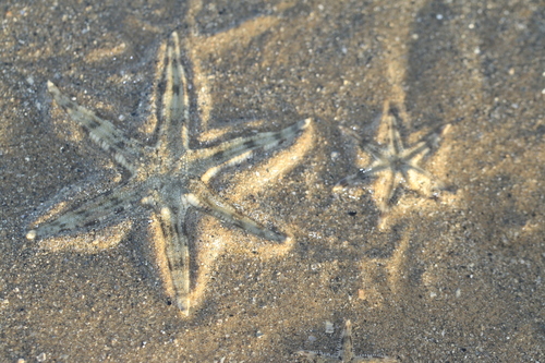 Indo-Pacific Sand Star