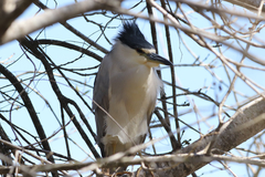 Nycticorax nycticorax