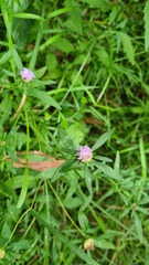 Centratherum riparium