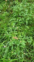 Centratherum riparium