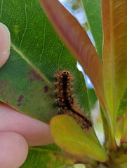 Barasa cymatistis