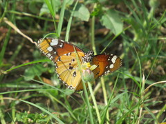Danaus chrysippus