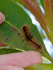 Barasa cymatistis