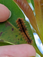 Barasa cymatistis