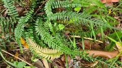 Blechnum parrisiae