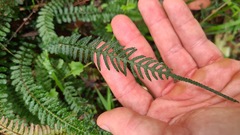 Blechnum parrisiae