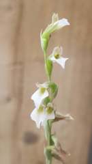 Schiedeella transversalis