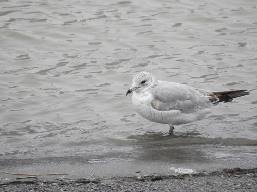 Ring-billed Gull photographed in Kentucky