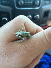 Pseudacris streckeri