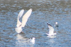 Larus hyperboreus leuceretes