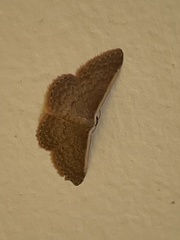 Idaea inversata