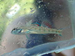 Etheostoma coosae