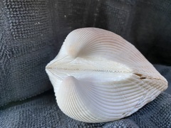 Larkinia multicostata