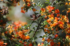 Selasphorus scintilla