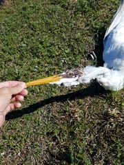 Ardea alba