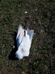 Ardea alba