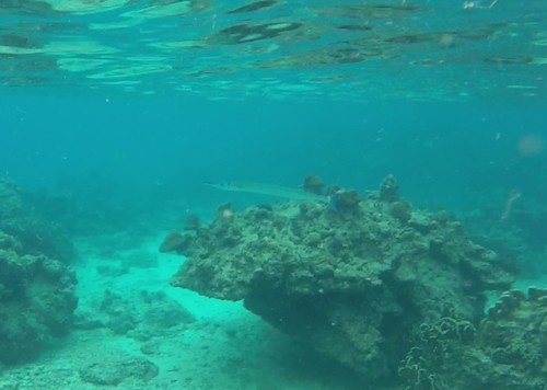 Houndfish — seen at this dive site