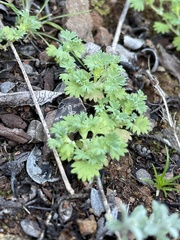 Alchemilla occidentalis