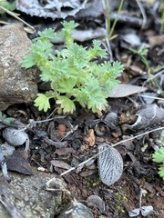 Alchemilla occidentalis