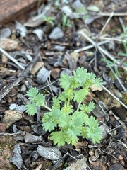 Alchemilla occidentalis