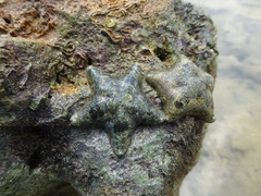 Aquilonastra coronata