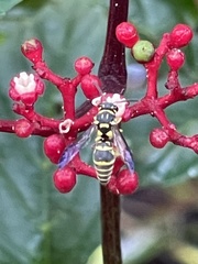 Stenodyneriellus guttulatus