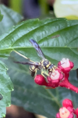 Stenodyneriellus guttulatus