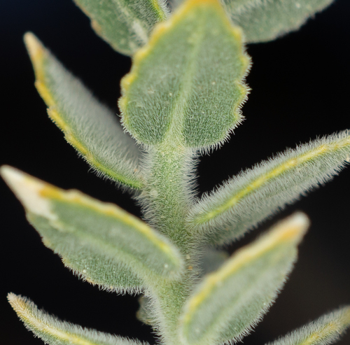 Petalonyx thurberi ssp. gilmanii