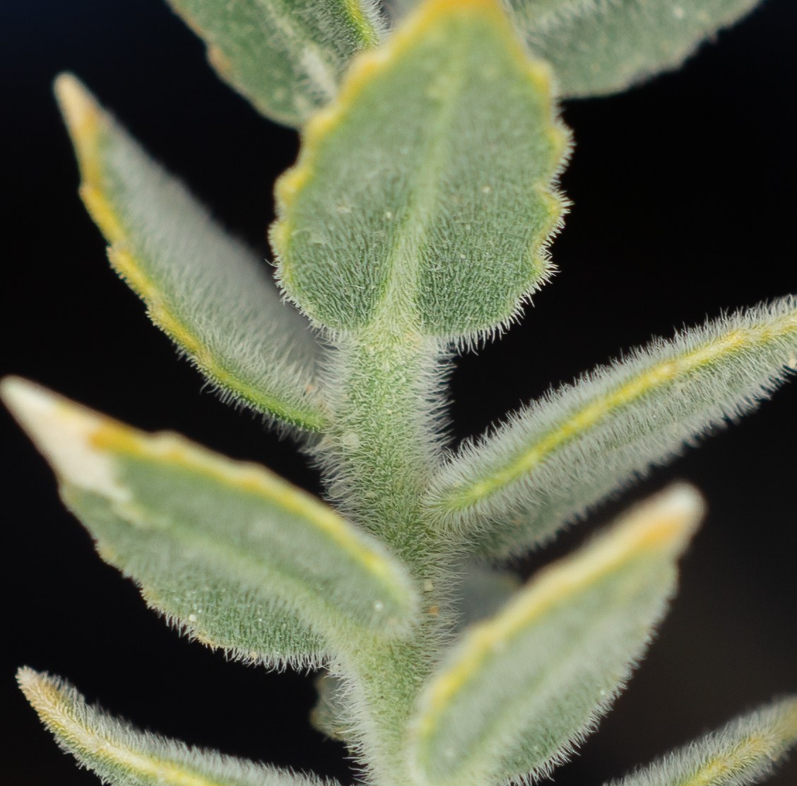 Petalonyx thurberi ssp. gilmanii