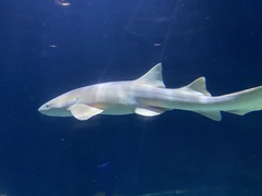 Ginglymostoma