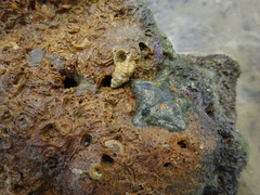 Aquilonastra coronata