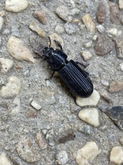 Aulacocyclus