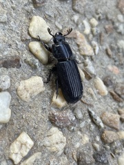 Aulacocyclus