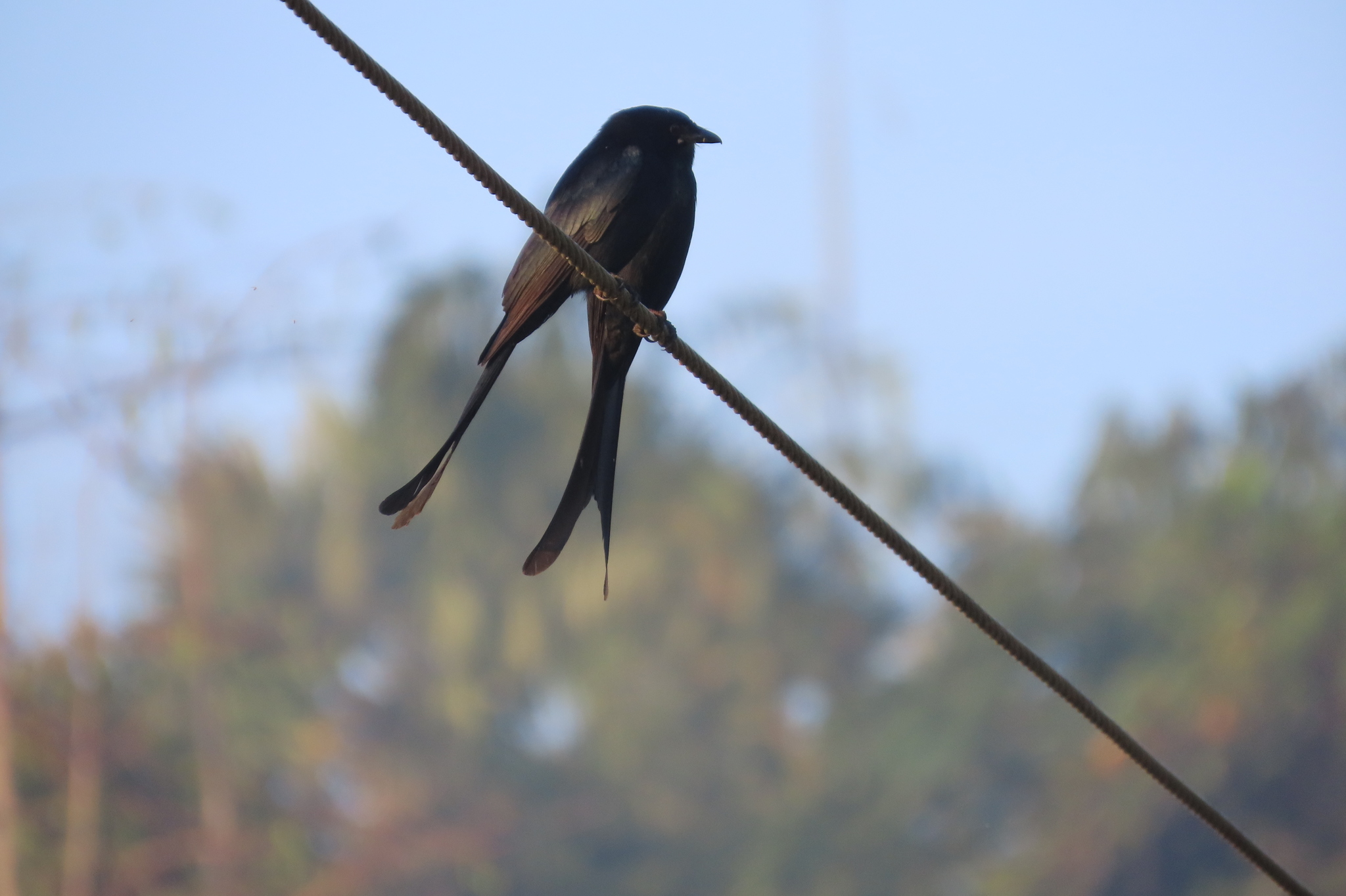 Black Drongo