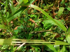 Loxopsis